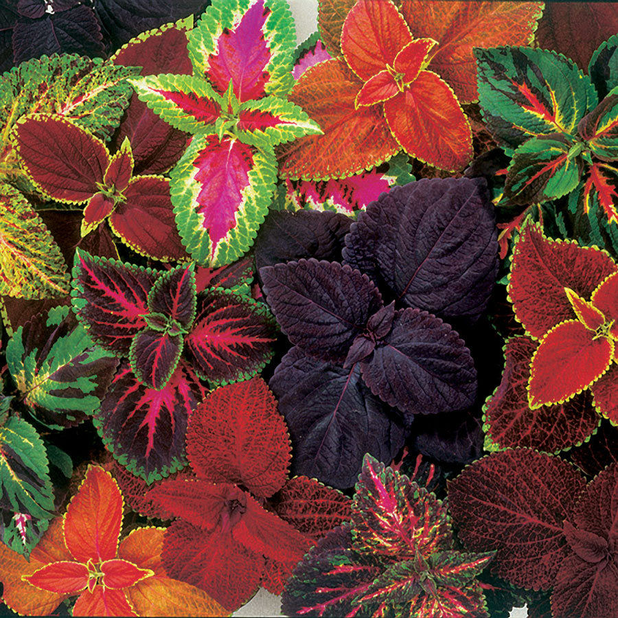 Where Have All The Coleus Gone? &ndash; The Frustrated Gardener