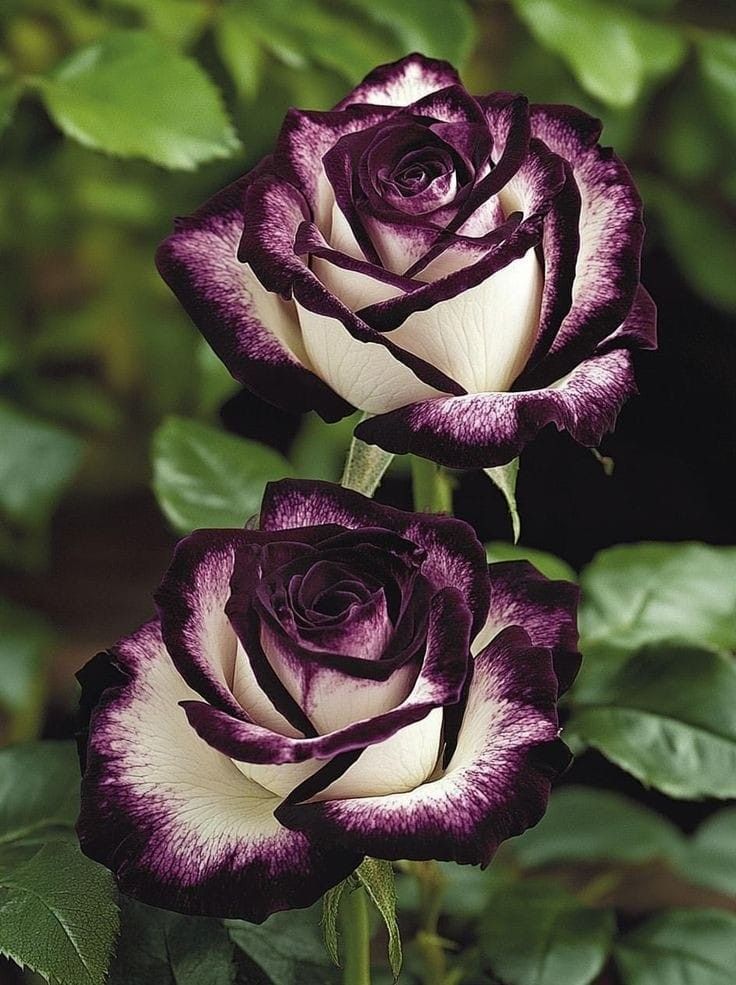 Tie dye purple edge rose