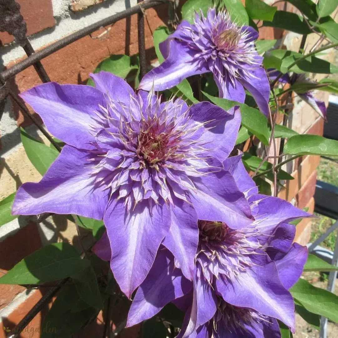 🌸Queen of Vines - Climbing Clematis Seeds