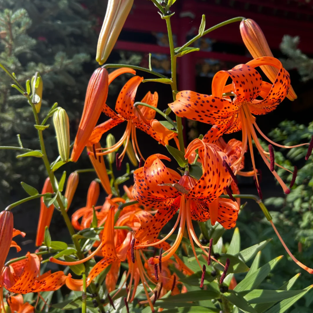 🌺Rare Tiger Lily Bulbs