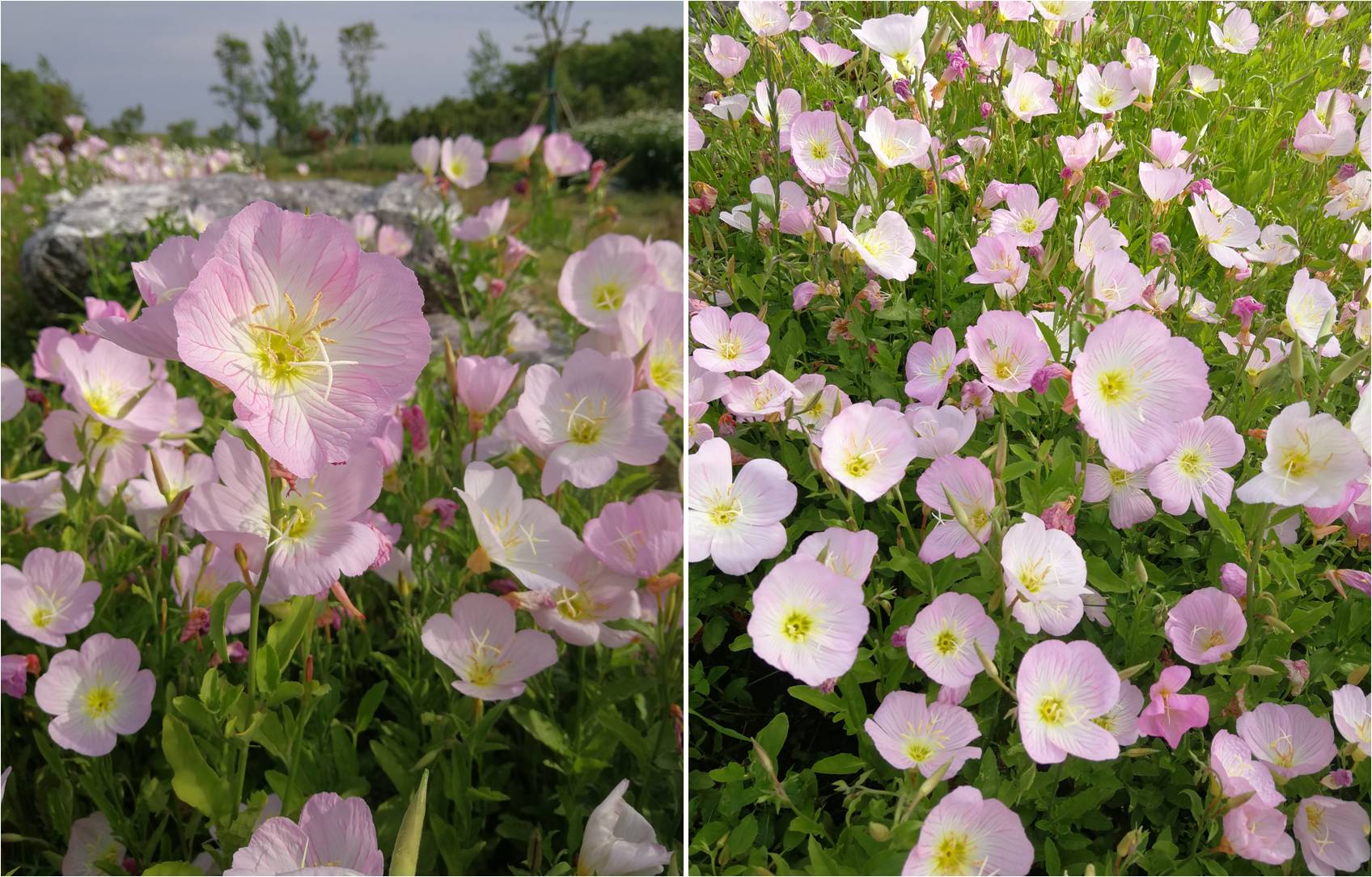科学网&mdash;迷人的&ldquo;美丽月见草&rdquo;，话说常见的柳叶菜科植物：《植物学》停课不停学（二十七） - 栗茂腾的博文