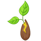 The bud broke out of the seed