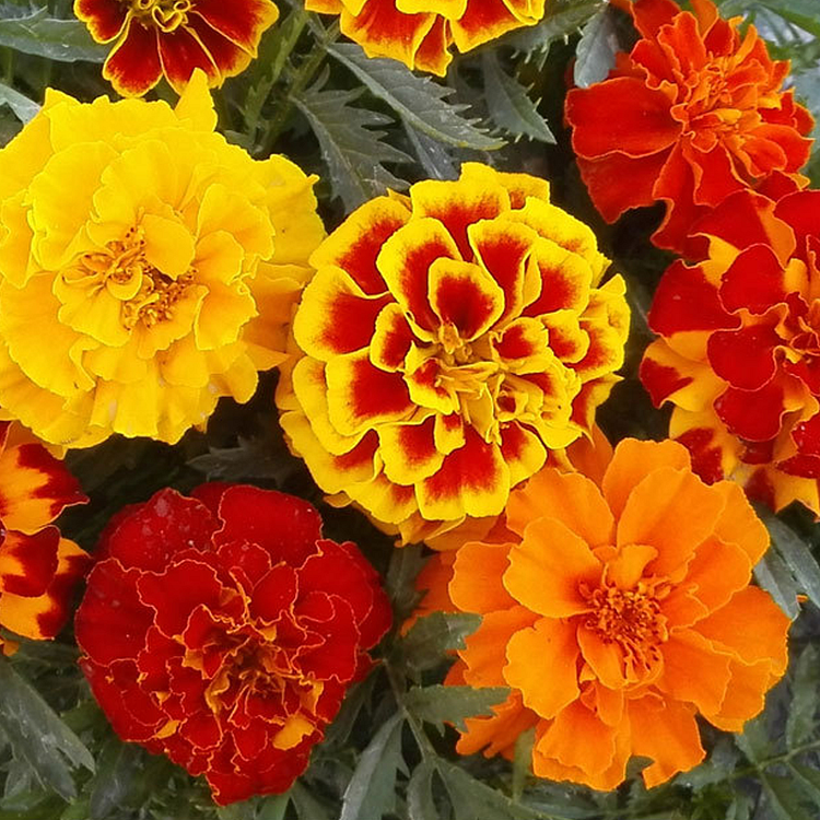 French Marigold Seeds - mixed colors - a great companion for the vegetable garden