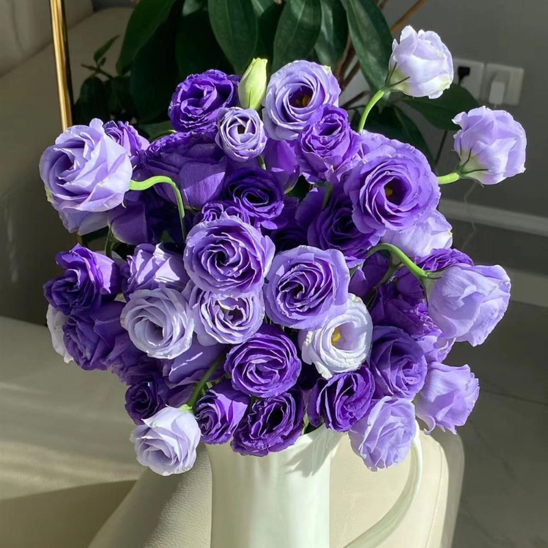 Eustoma Russellianum Seeds