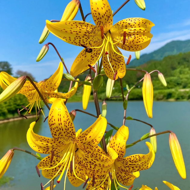 🌺Rare Tiger Lily Bulbs