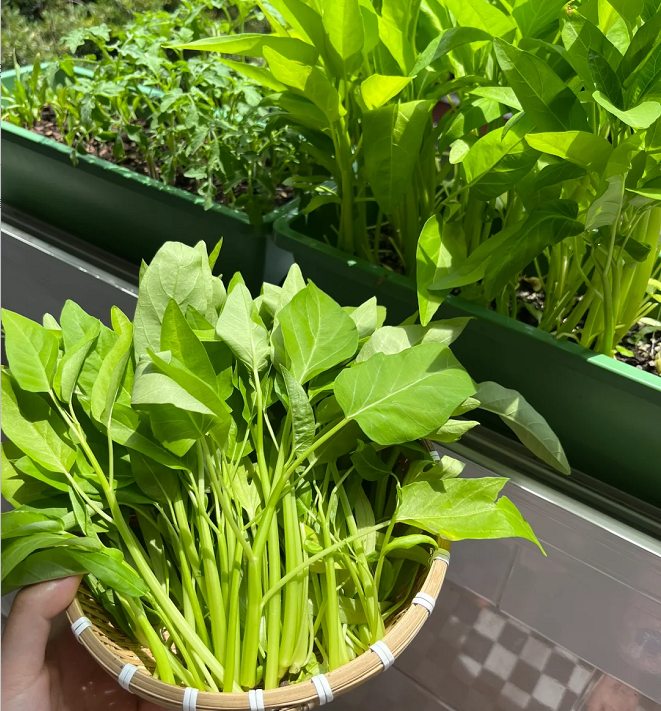Three-Pronged Water Spinach Seeds