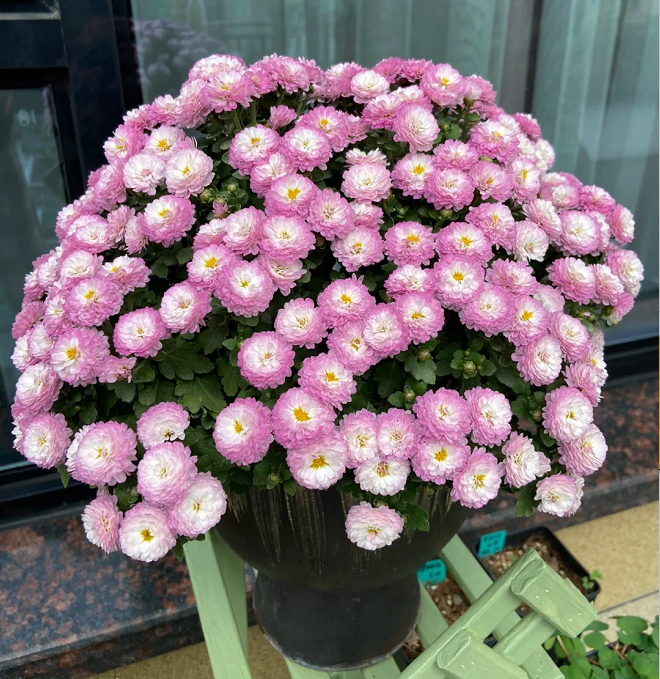 Candy Chrysanthemum Seeds