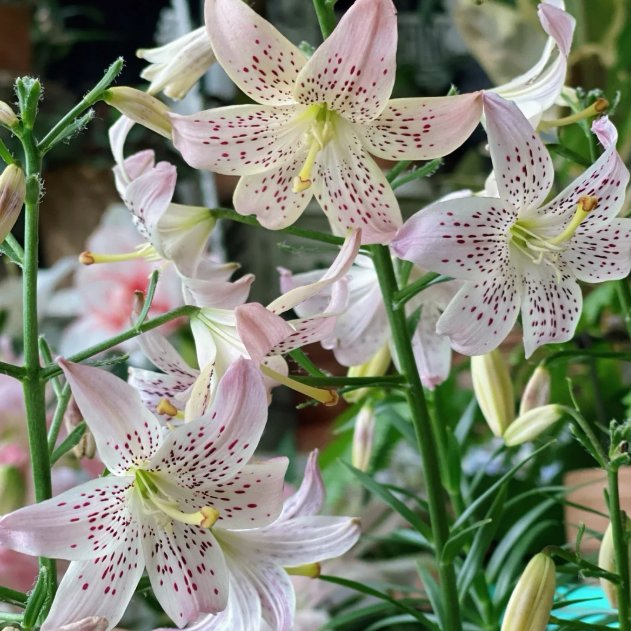 🌺Rare Tiger Lily Bulbs