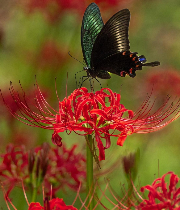 Higanbana Spider Lily Equinox Flower Bulbs