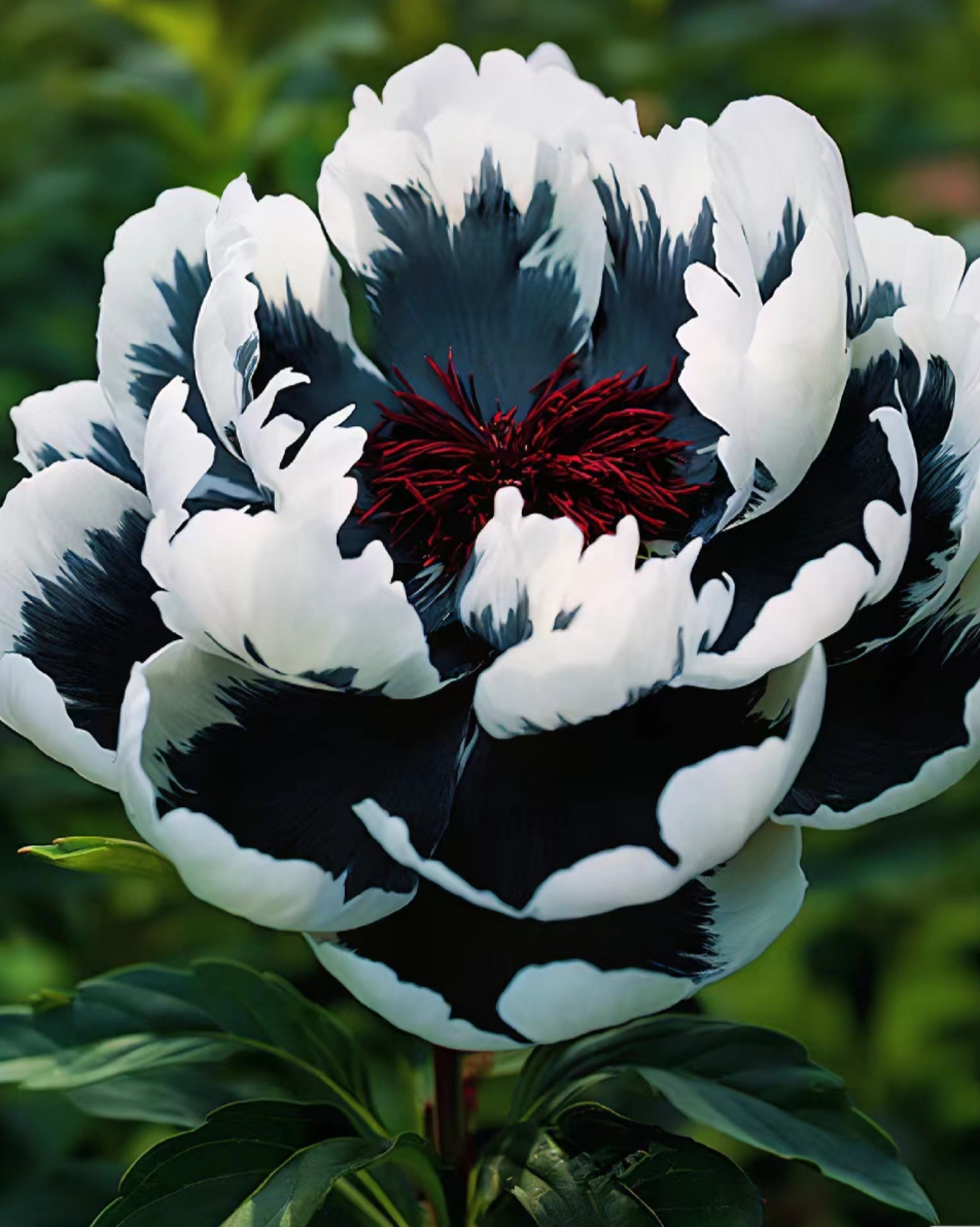 Rare Multicolored Peonies Seeds