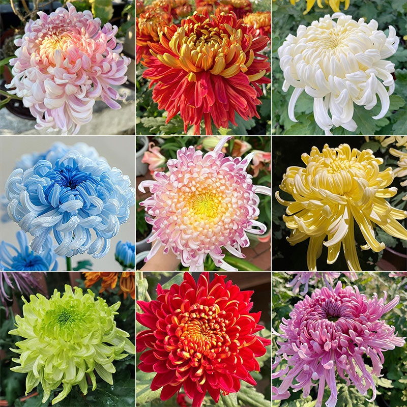 🌺The Flower of Elegance—Giant Chrysanthemum
