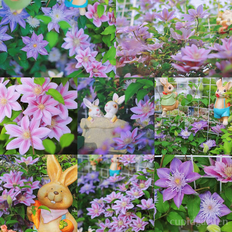 🌸Queen of Vines - Climbing Clematis Seeds