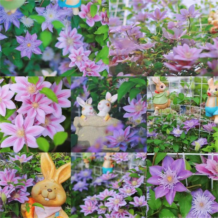 🌸Queen of Vines - Climbing Clematis Seeds