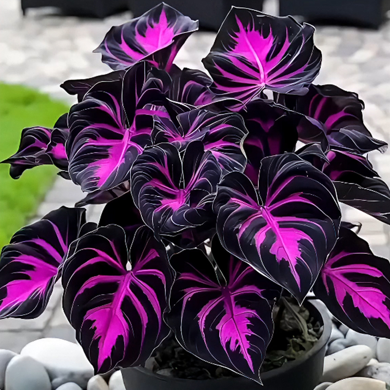 🌹Hosta: Purple Fireworks in Spring🔥🍂