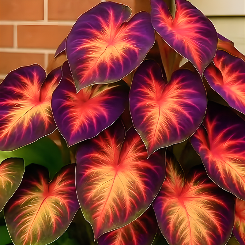 🌇Hosta: A blooming sunset in the spring garden🔥🍂