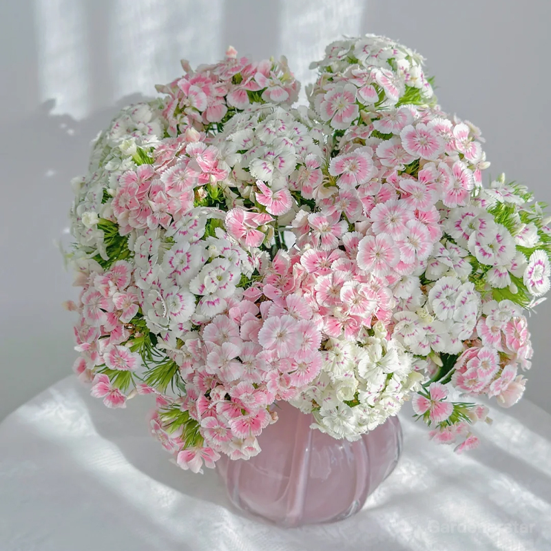 Dianthus Corona Mixed Seeds