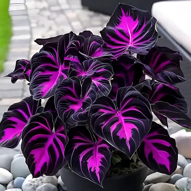🌹Hosta: Purple Fireworks in Spring🔥🍂
