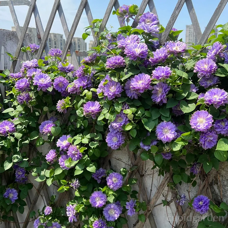 🌸Queen of Vines - Climbing Clematis Seeds