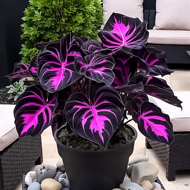 🌹Hosta: Purple Fireworks in Spring🔥🍂