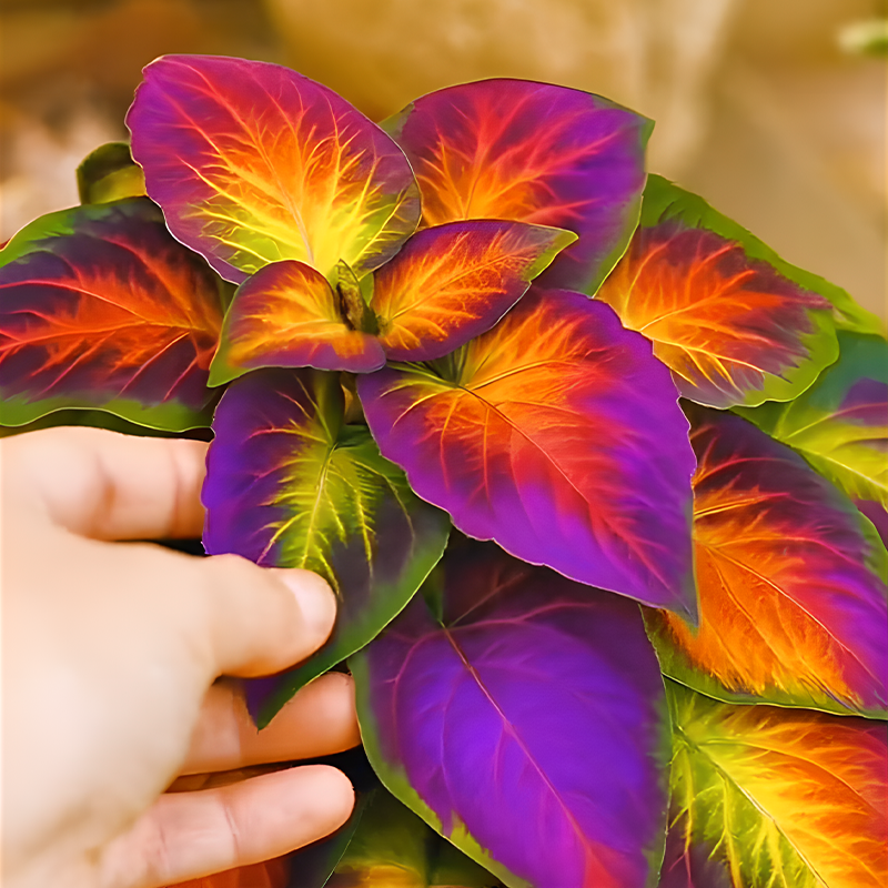 🌇Hosta: A blooming sunset in the spring garden🔥🍂