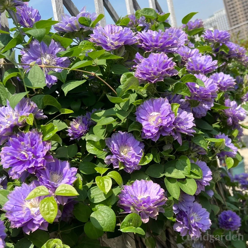 🌸Queen of Vines - Climbing Clematis Seeds
