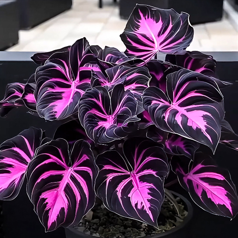 🌹Hosta: Purple Fireworks in Spring🔥🍂