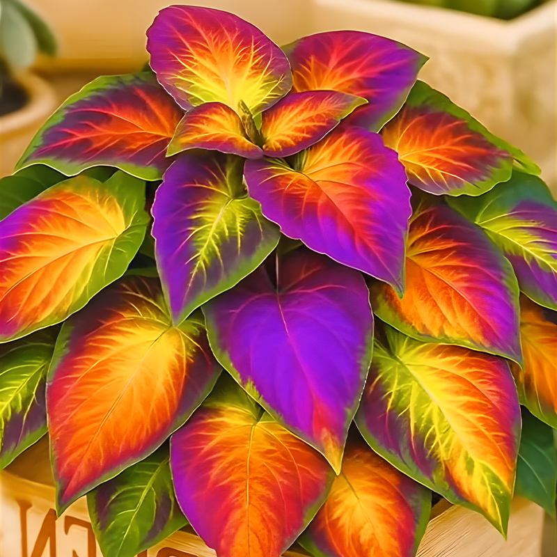 🌇Hosta: A blooming sunset in the spring garden🔥🍂