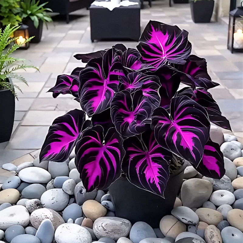🌹Hosta: Purple Fireworks in Spring🔥🍂