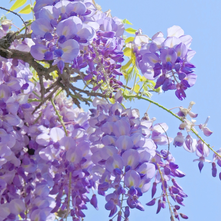 Wisteria flower seeds, Purple Elf Blossoms