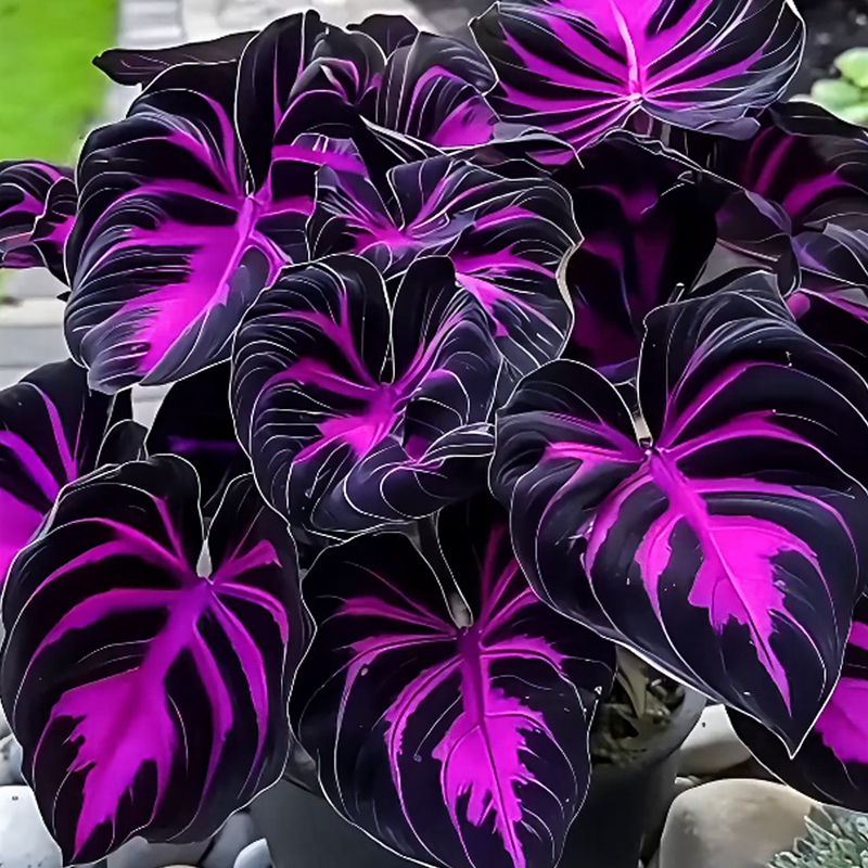 🌹Hosta: Purple Fireworks in Spring🔥🍂