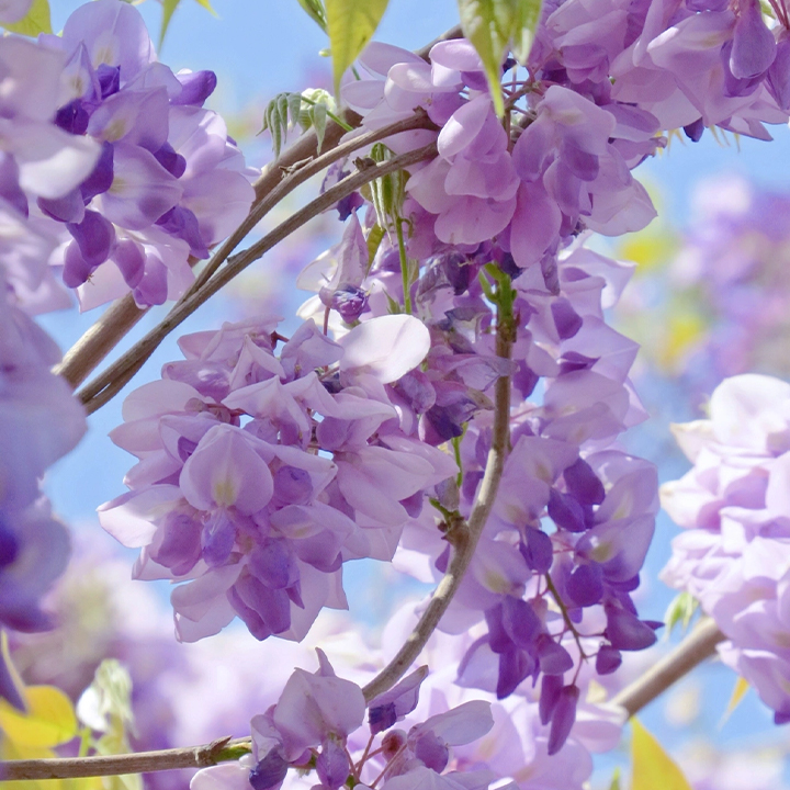 Wisteria flower seeds, Purple Elf Blossoms