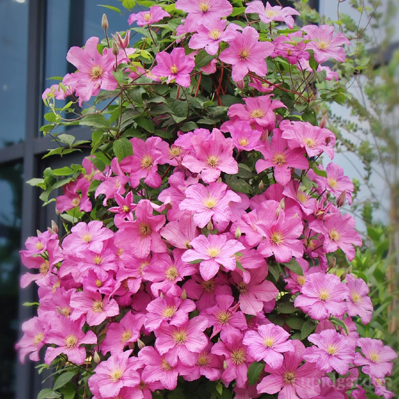 🌸Queen of Vines - Climbing Clematis Seeds