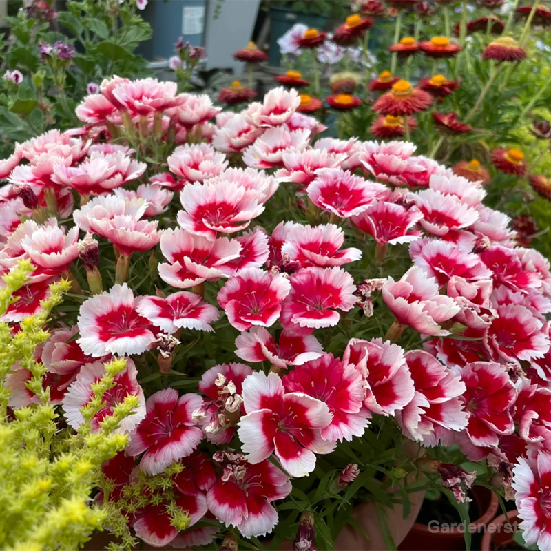 Dianthus Corona Mixed Seeds