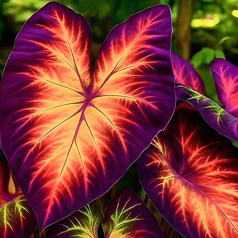 🌇Hosta: A blooming sunset in the spring garden🔥🍂