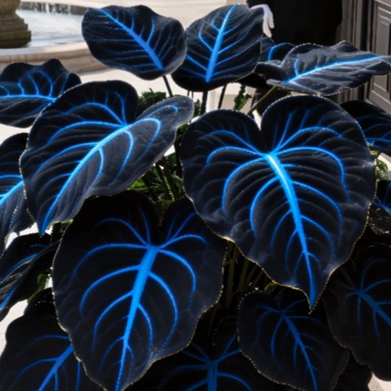 🌌Blue Galaxy-Rare Giant Hosta Flower Seeds✨