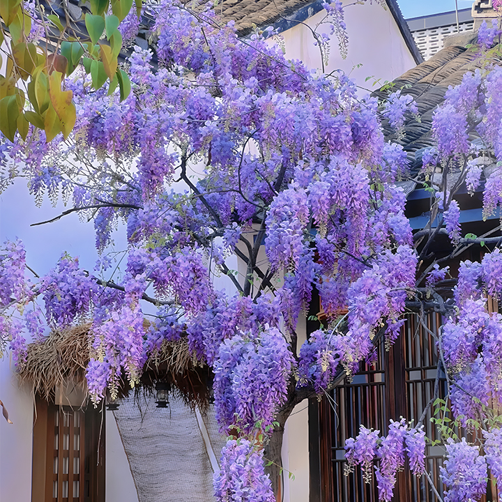 Wisteria flower seeds, Purple Elf Blossoms