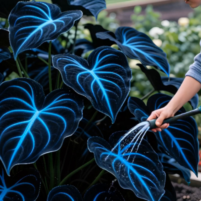 🌌Blue Galaxy-Rare Giant Hosta Flower Seeds✨