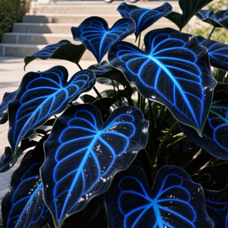 🌌Blue Galaxy-Rare Giant Hosta Flower Seeds✨