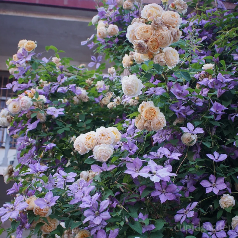 🌸Queen of Vines - Climbing Clematis Seeds