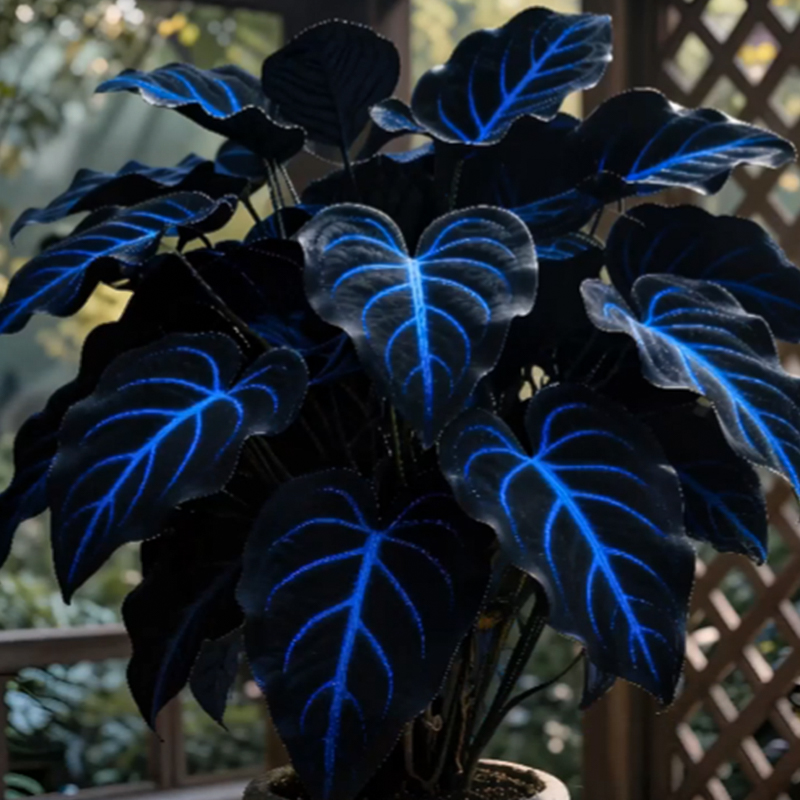 🌌Blue Galaxy-Rare Giant Hosta Flower Seeds✨