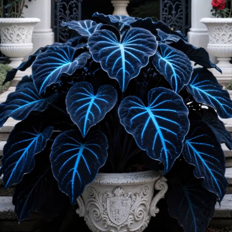 🌌Blue Galaxy-Rare Giant Hosta Flower Seeds✨