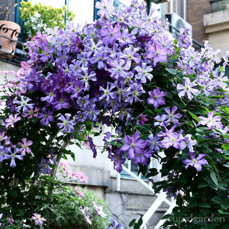 🌸Queen of Vines - Climbing Clematis Seeds