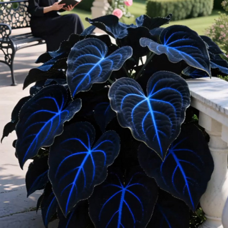 🌌Blue Galaxy-Rare Giant Hosta Flower Seeds✨