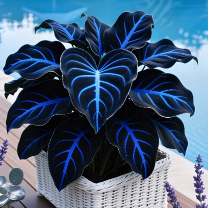🌌Blue Galaxy-Rare Giant Hosta Flower Seeds✨