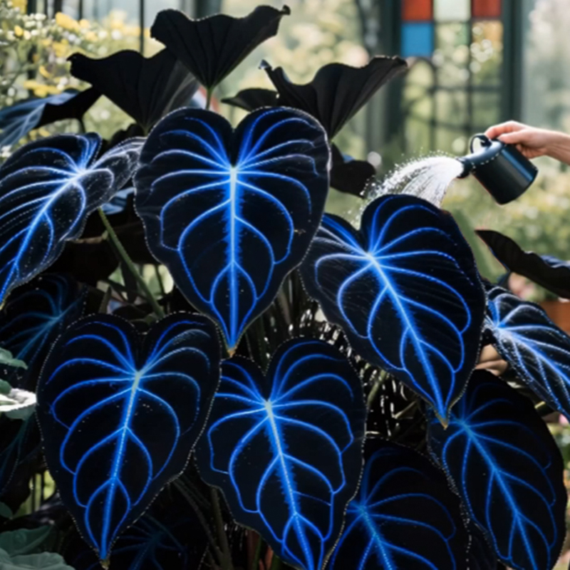 🌌Blue Galaxy-Rare Giant Hosta Flower Seeds✨