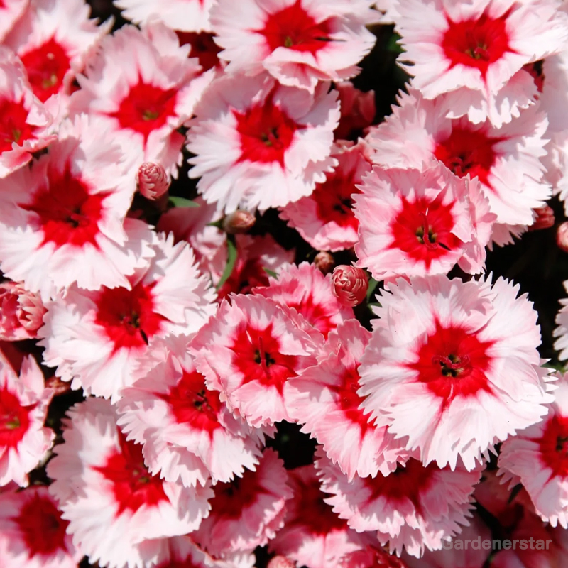 Dianthus Corona Mixed Seeds