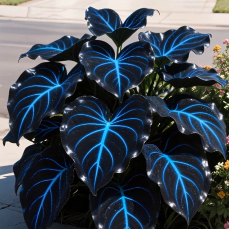 🌌Blue Galaxy-Rare Giant Hosta Flower Seeds✨