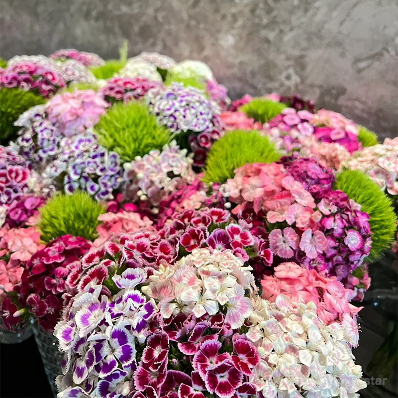 Dianthus Corona Mixed Seeds