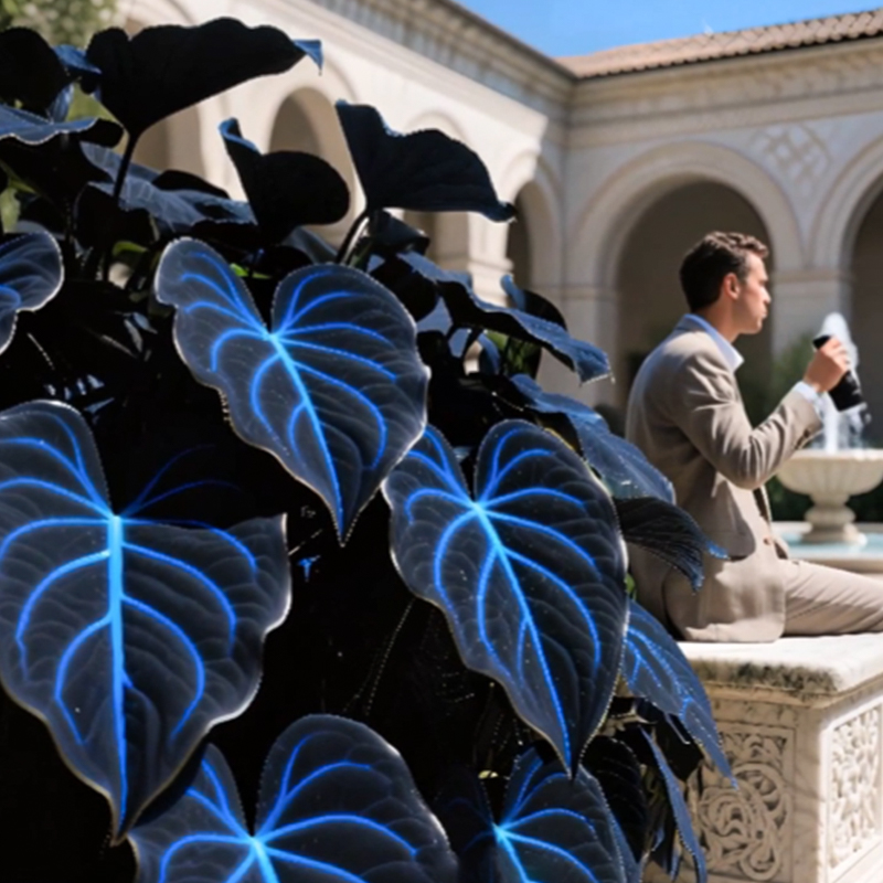🌌Blue Galaxy-Rare Giant Hosta Flower Seeds✨
