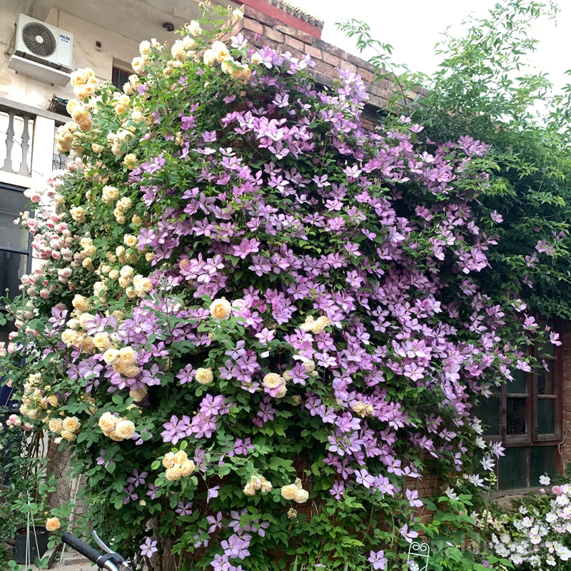 🌸Queen of Vines - Climbing Clematis Seeds